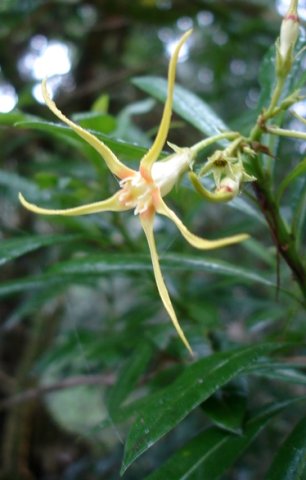 Strophanthus speciosus flower